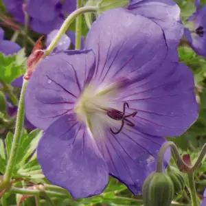 Geranium Brookside 3 Bare Roots