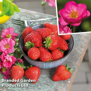 Strawberry (Fragaria) Summer Breeze Cherry 9cm Potted Plant x 6