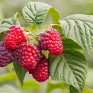 Lincolnshire Fruits Japanese Wineberry Potted 5 Litre (Raspberry)