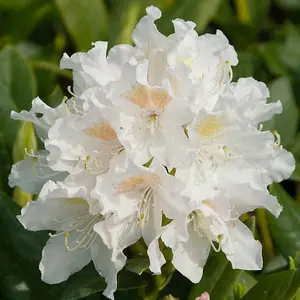 Cunningham'S White Outdoor Shrub Plant Rhododendron Garden Plants 2L Pot