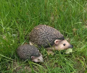 2pc Hedgehog Garden Ornaments Set