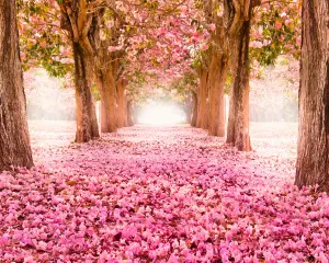 Origin Murals Pink Blossom Flowers Pathway of Trees Matt Smooth Paste the Wall Mural 300cm wide x 240cm high