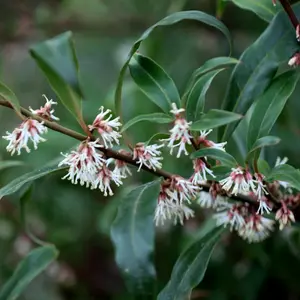 Digyna Sweet Box Outdoor Shrub Plant Sarcococca Hookeriana 2L Pot