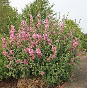 2 x Lavatera 'Rosea' - Tree Mallow Plants - Both Arrive in 9cm Pots