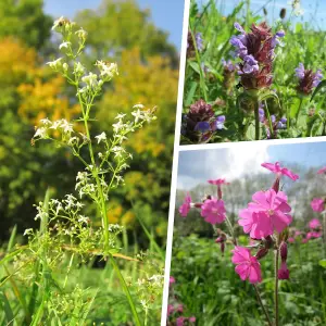 Pegdev - PDL 100g Hedgerow Wild Flower & Grass Seed Attracts Bees & Butterflys - Diverse Meadow Gardens and Eco-Friendly Seed Mix