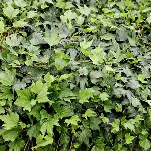 Hedera helix Green Ripple Evergreen Vine Climbing Plant 60cm Cane 3L Pot