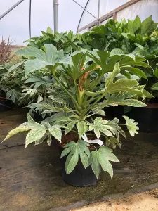 Direct Plants Fatsia Japonica Spiders web Variegated Evergreen Shrub Plant Large in a 5 Litre Pot