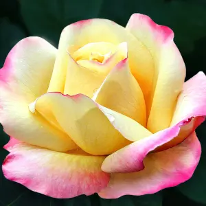 Rose Bush 'Peace' - Two-Toned Hybrid Tea Scented Rose Bush in 3 Litre Pot