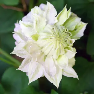 Clematis Manju - Long Flowering Double Cream Climber - 1 X 9cm Pot