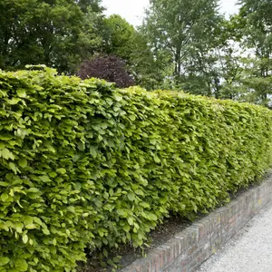 50m THORNLESS Mixed Native Country Hedging Plants, 250 Plants, 6 Different Varieties 3FATPIGS