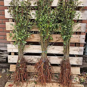 Blackthorn Hedge Prunus spinosa Set of 50 Bare Root Hedges, 90-120cm tall