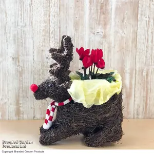 Gift Sitting Reindeer with Cyclamen Pot Plant x 1