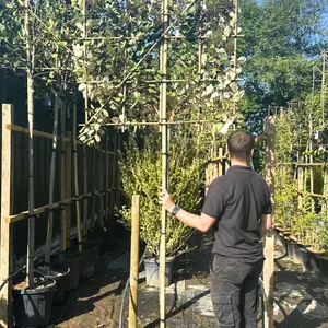 Silverberry Oleaster Pleached Tree with Staking Kit - 150cm Stem and 12cm Girth