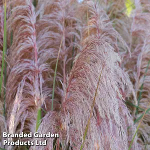 Pink Pampas Grass - Cortaderia selloana Rosea 9cm Potted Plant x 3