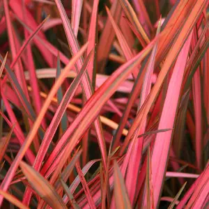 Phormium Maori Sunrise Garden Plant - Vibrant Variegated Foliage, Compact Size, Hardy (25-35cm Height Including Pot)