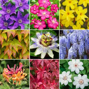 Gardeners Dream Climber Mix (9cm, Pack of 3)