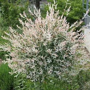 Flamingo Willow Tree, Salix Integra 'Hakuro-nishiki' - 80cm Standard Tree in a 3L Pot