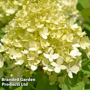 Hydrangea Paniculata Limelight 3.6 Litre Potted Plant x 3