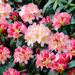 Gardeners Dream Rhododendron Cunninghams White (9cm)