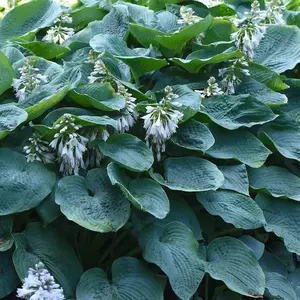 Hosta Sieboldiana Elegan 3 Litre Potted Plant x 1