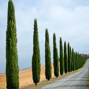 Pair of Italian Cypress Trees, 60-80cm Tall (Pack of 2) in 20cm Pots, Ornamental Evergreen Shrubs