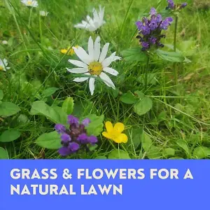 Wild Flower Lawn Seed - UK Native Wildflowers - 250g