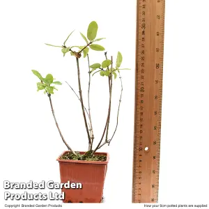 Honeyberry (Lonicera) Kamtschatica Caerulea 9cm Potted Plant x 1