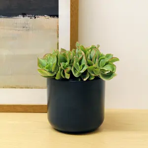 1 x Crassula Curly Green Ripple Jade Money Plant in 12cm Pot - Real Evergreen Succulent Indoor Plant - Eye Catching Houseplant