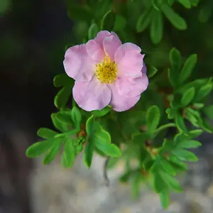 Potted Plantentilla Pink Paradise 3.5 Litre Potted Plant x 1