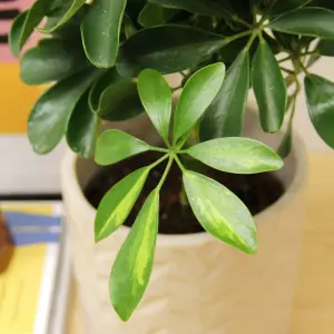 Schefflera Arboricola Gold Capella Plant in 14cm Pot - Fast Growing Dwarf Umbrella Tree - Easy to Grow Air Purifying Houseplant