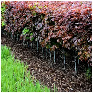 5 Copper Purple Beech 3-4ft Tall Hedging Trees, Stunning all Year Colour 90-120cm 3FATPIGS