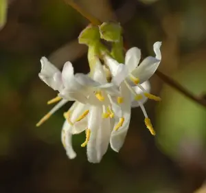 Lonicera Purpusii Winter Beauty 9cm Potted Plant x 1