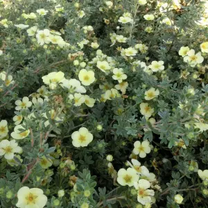 Potentilla Primrose Beauty Garden Plant - White and Yellow Blooms, Compact Size (10-30cm Height Including Pot)