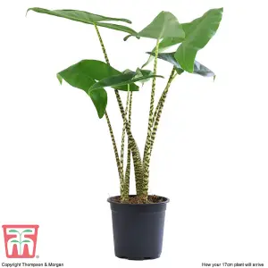 Alocasia zebrina Houseplant - 1 x 17cm Potted Plant (50cm Tall)