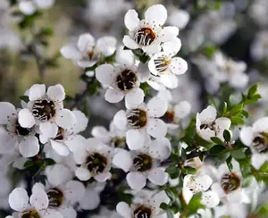 Leptospermum Leonard Wilson 3ft Large Evergreen Shrub Garden Plant