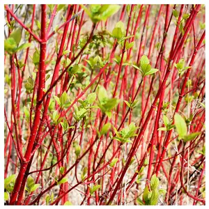 Cornus Alba / Red-stemmed Dogwood in 9cm Pot, Beautiful Red Bark All Year Around 3FATPIGS