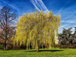 Direct Plants Salix Chrysocoma Weeping Willow Tree 3-4ft Supplied in a 3 Litre Pot