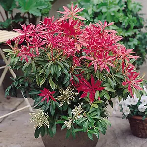 Pieris Forest Flame Garden Plant - Fiery Red Foliage, Compact Size, Hardy (15-30cm Height Including Pot)