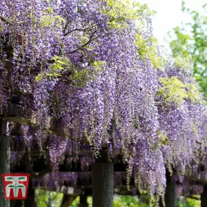 Wisteria floribunda Naga Noda 15cm Potted Plant x 1