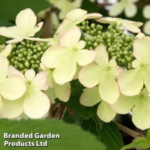 Viburnum Kilimanjaro Sunrise 9cm Pot x 1