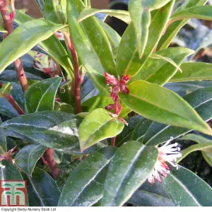 Sarcocca Plant - Winter Gem - 3 x 3 Litre Potted Plantted Plants