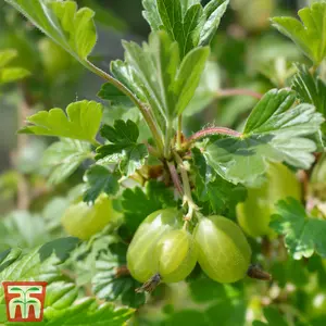 Grow Your Own Fruit  Gooseberry (Ribes uva-crispa) Hinnomaki Green 9cm Pot x 3