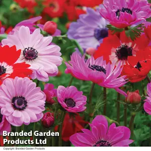 Anemone St Brigid Doubles 150 Bulbs