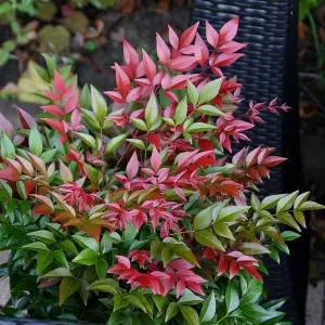 Obsessed Heavenly Bamboo Outdoor Shrub Plant Nandina Domestica 2L Pot