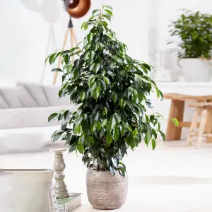 Ficus Benjamina Danielle - Indoor House Plant for Home Office, Kitchen, Living Room - Potted Houseplant (120-140cm)