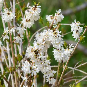 White Forsythia (Abeliophyllum distichum) Flowering Tree Shrub in 2L Pot