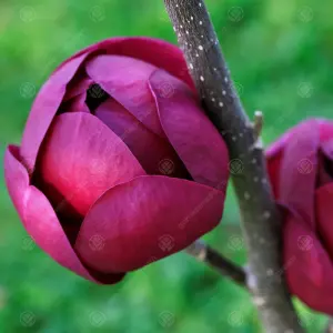 Magnolia Black Tulip Tree - Red-Purple Spring Flowers, Deciduous, Low Maintenance (4-5ft)