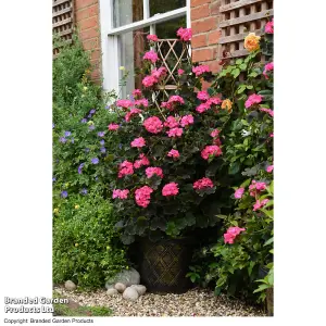 Tower Pot & Trellis Patio Pot Kit - Black & Gold x 3 - Ideal For Climbing Plants