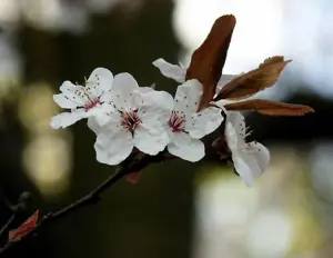 2-3ft Cherry Plum (Prunus Cerasifera) Bare Root Hedging Plants - Pack of 10