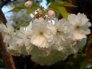 Direct Plants Prunus Longipes Blushing Bride Flowering Cherry Tree 5-6ft Supplied in a 7.5 Litre Pot